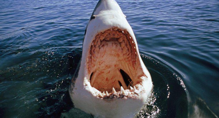 Büyük Beyaz Köpekbalığı Saldırıları Neden Olur?