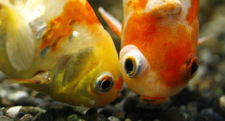 Goldfish Nasıl Bebek Yapar?