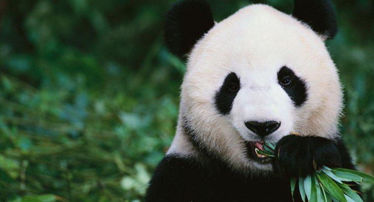 Panda Ayıları Ne Yiyor?