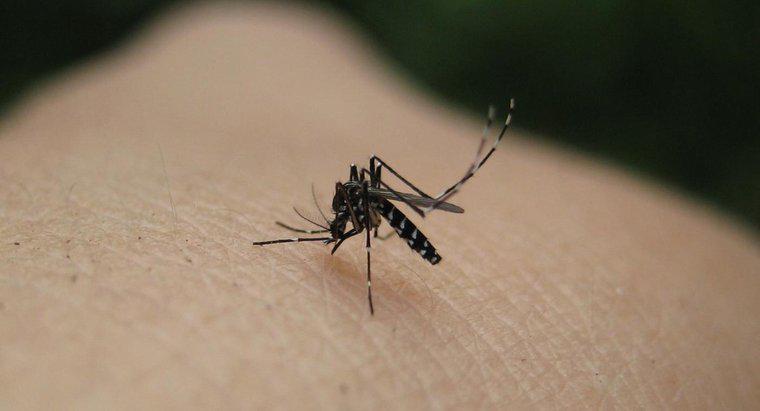 Sivrisinekler Ne Kan Grubu?