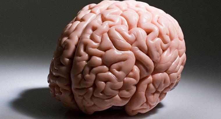 Mantıklı Düşünme gibi Yüksek Düşünceli Süreçlerden Beynin Hangi Bölümü Sorumludur?