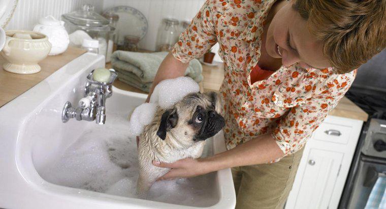 Köpeğim bir kalıp sabun yerse ne yapmalıyım?
