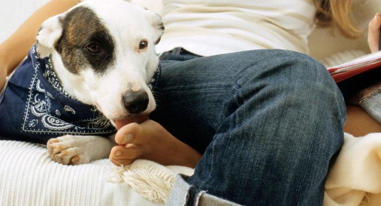 Köpekler Neden İnsan Ayaklarını Yalıyor?