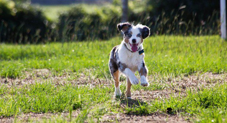 Bir köpek ne kadar hızlı koşabilir?