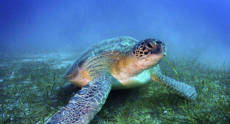 Deniz Kaplumbağaları Ne Kadar Tartılır?