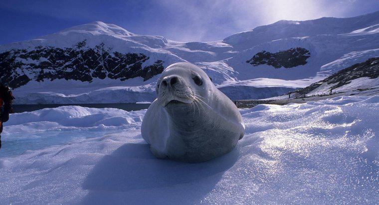 Antartika'da Ne Tür Hayvanlar Yaşar?