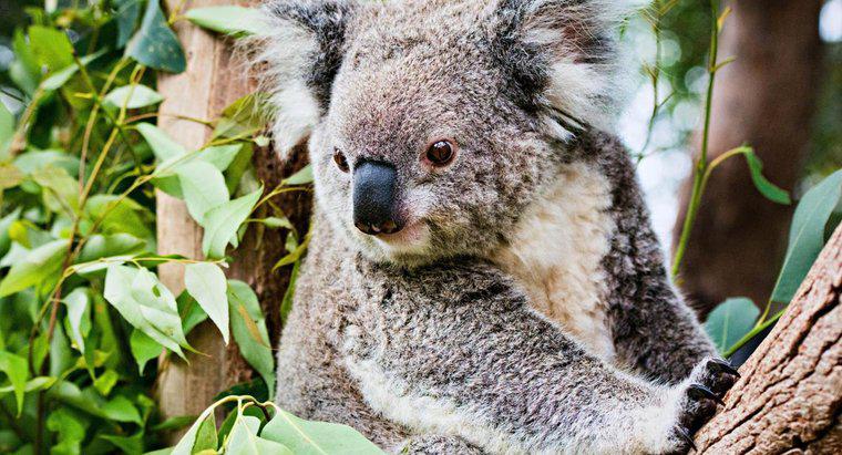 Koalas Neden Tehlike Altında?