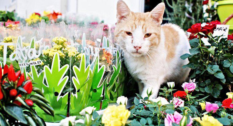 Bromeliad kedilere toksik midir?