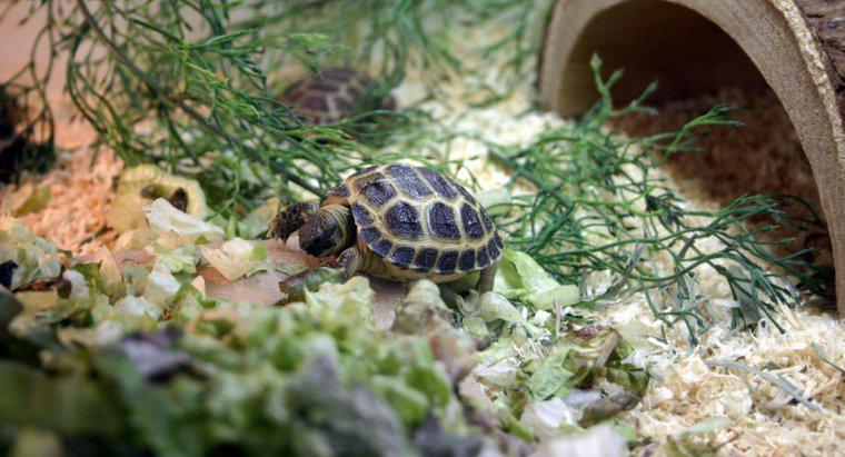 Komple Kaplumbağa Habitat Kitine Neler Dahil?
