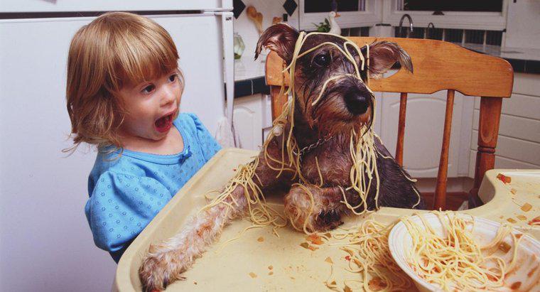 Köpekler Makarna yiyebilir mi?