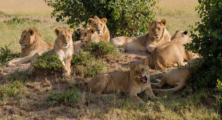 Bir grup aslan ne denir?