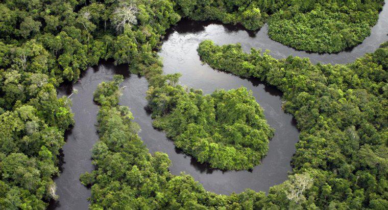 Tropikal bir yağmur ormanında ne tür su kaynakları bulunur?