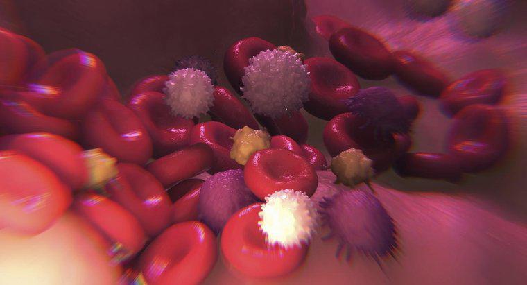 İdrarınızda Beyaz Kan Hücreleri Varsa Ne Demektir?