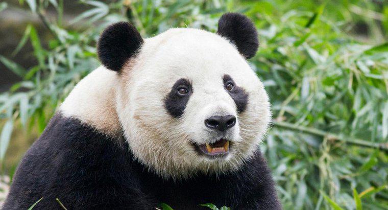 Dev Panda'nın Bazı Düşmanları Nelerdir?