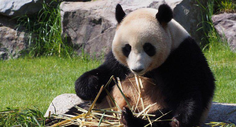 Dev Pandalar Çevrelerine Nasıl Uyum Sağladı?