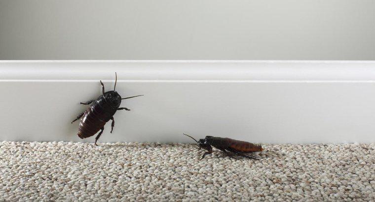Roaches Nasıl Ortadan Kalkar?
