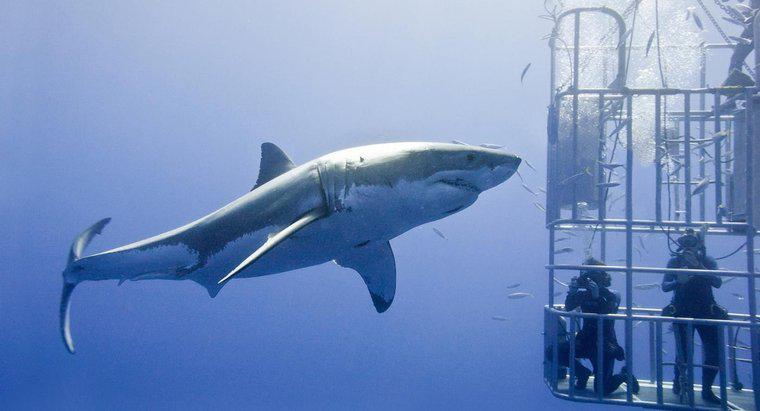 Görülen En Büyük Büyük Beyaz Köpekbalığı Nedir?