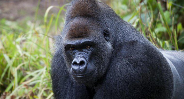 Goriller nerede yaşıyor?