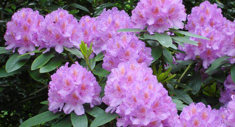 Rhododendrons sonbaharda kuru erik?