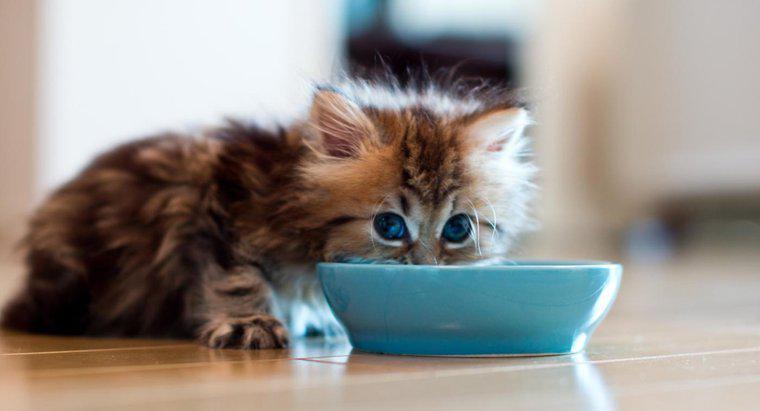 Bir Kedi Yiyeceksiz Ne Kadar Yaşayabilir?