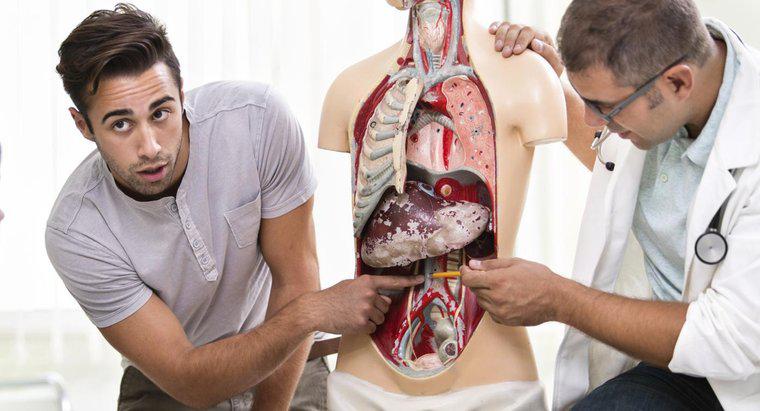 İnsanda Dalağın Yakınında Hangi Organlar Var?