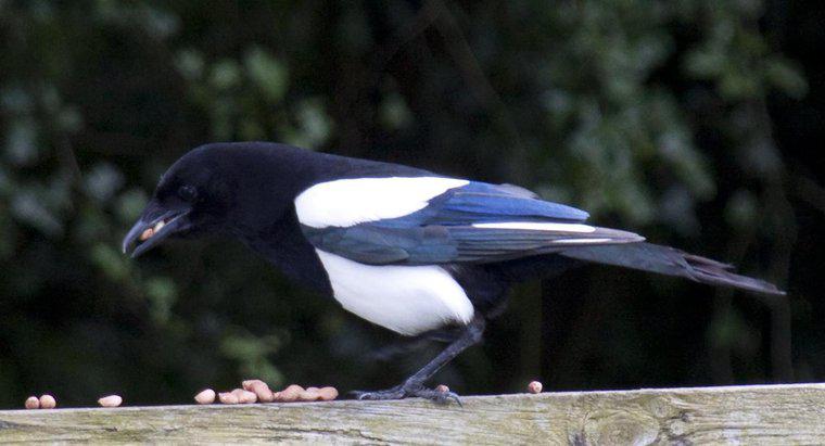 Magpies neden Parlak Şeylere Çekiliyor?
