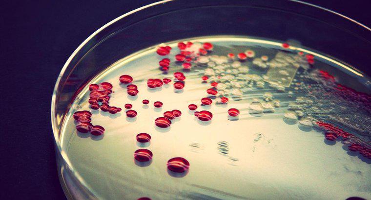 Patojenik Olmayan Bakterilerin Listesi Nedir?