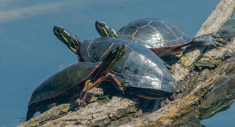 Kaplumbağalar Yaşam İçin Dost mu?
