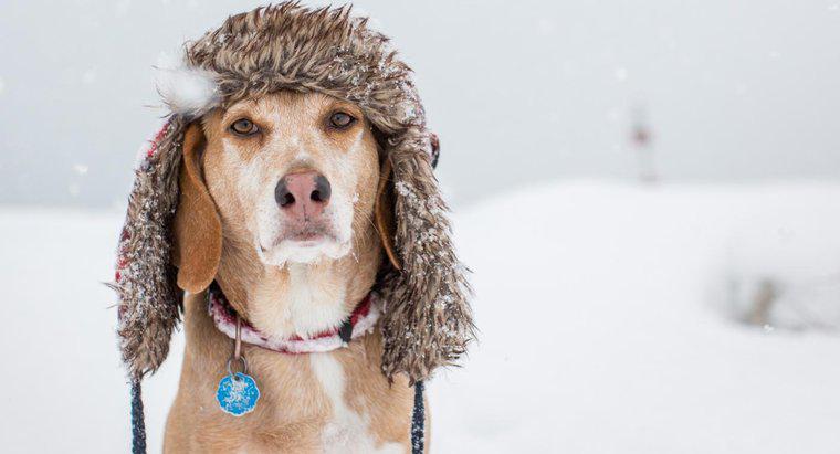 Bir köpek için sıcaklık ne kadar soğuk?