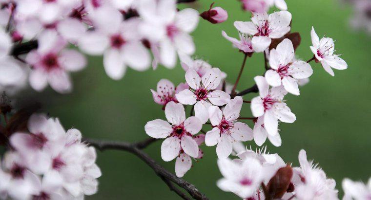 Kiraz Çiçekleri Japon Dövmelerinde Neyi Temsil Eder?