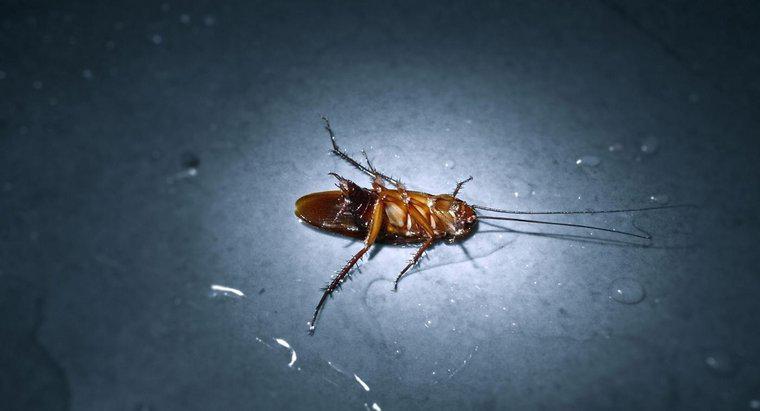 Roaches için Hangi Ev Çare Aslında Çalışır?