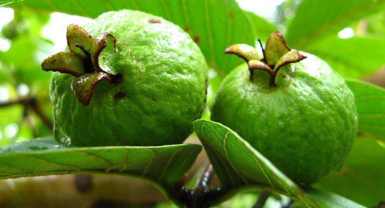 Guava'nın Bilimsel Adı Nedir?