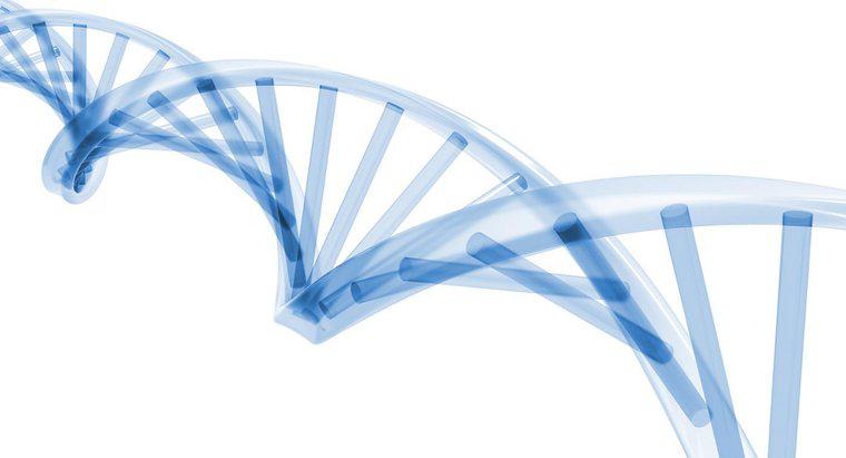 Hücre Döngüsünün Hangi Aşamasında DNA Replikasyonu Oluşur?