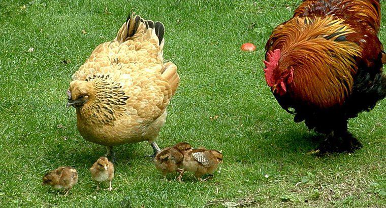 Tavuklar Nasıl Hamile Olabilir?