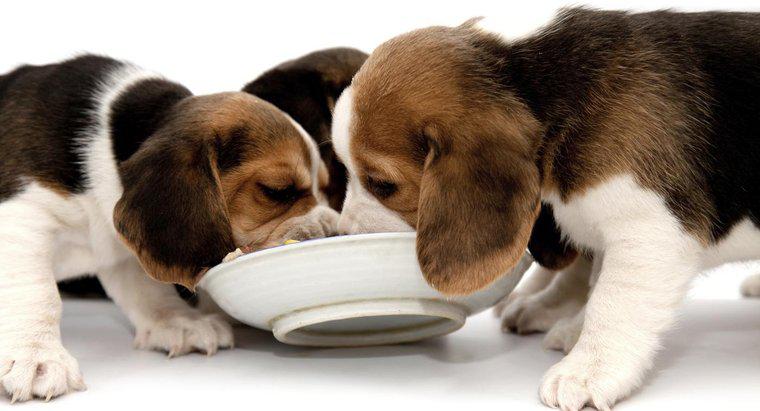 Beagle'lar Ne Yiyor?