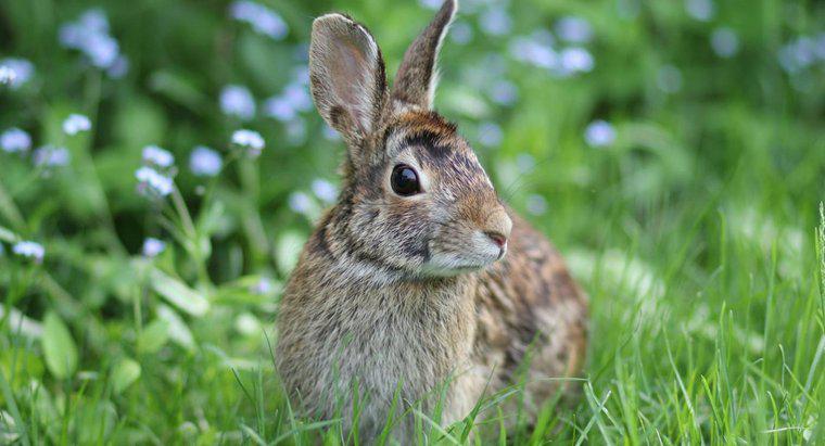 Yabani Tavşanlar İçin En İyi Besin Maddelerini Neler Sağlar?