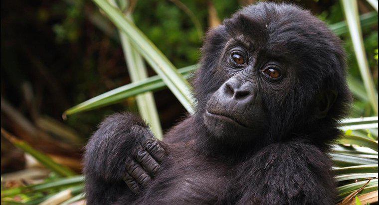 Gorilin Bilimsel Adı Nedir?