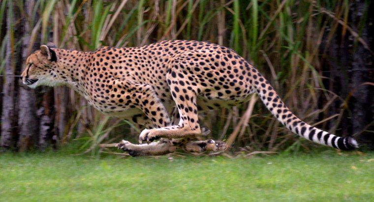 Bir Jaguar Ne Kadar Hızlı Çalışır?