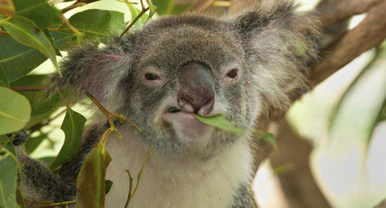 Bir Koala Ne Yiyor?