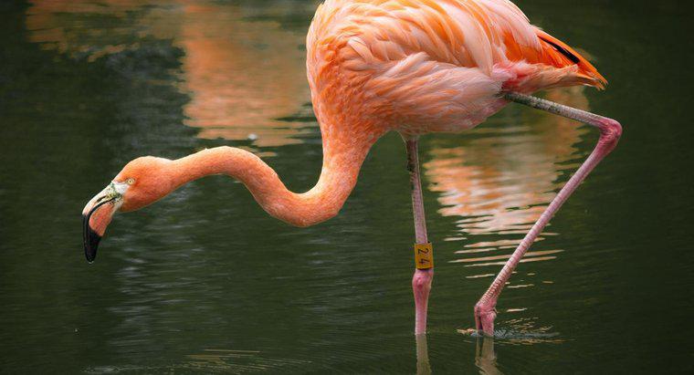 Pembe flamingolar nerede yaşıyor?
