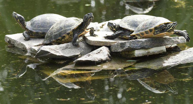 Bir Kaplumbağa Kaçış Olduğunu Nasıl Anlarsınız?