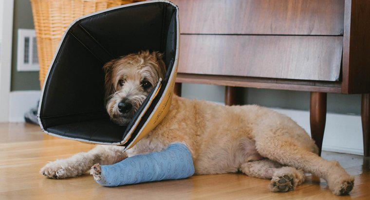 Köpeğinizin Kırık Bacağını Nasıl Anlarsınız?
