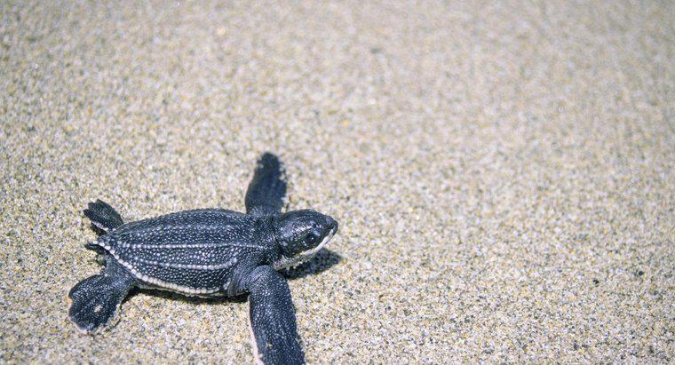 Leatherback Kaplumbağalar Ne Yiyor?