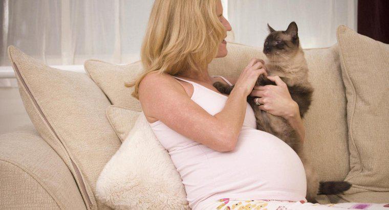 Kedilerde Hamileliği İnsanlarda Algılayabilir mi?