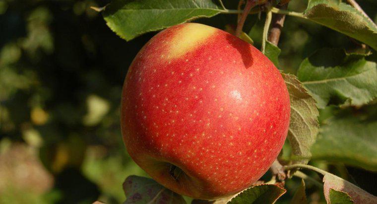 Bir elma ağırlığı ne kadardır?