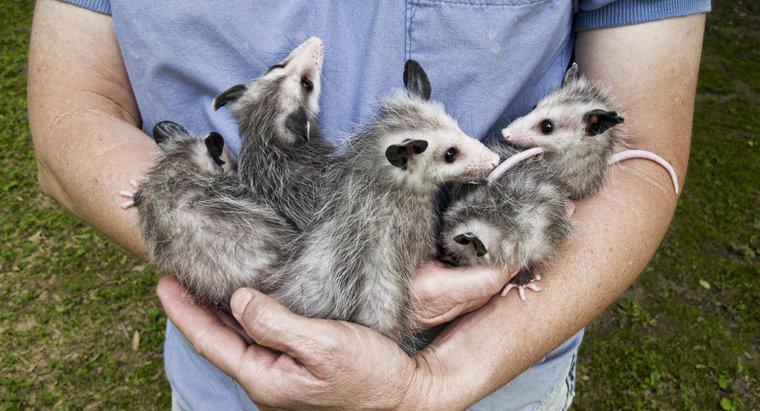 Opossum Versus Possum Arasındaki Farklar Nelerdir?