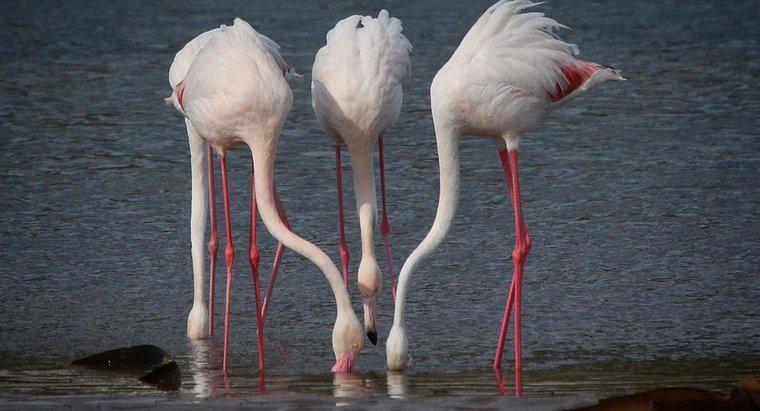 Flamingolar Ne Yiyor?