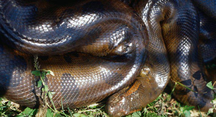 Anacondas Avlarını Nasıl Öldürür?