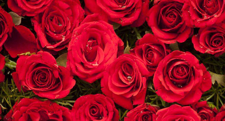 Sevgililer Günü Şiirinde En İyi Hakaret Eden “Güller Kırmızı mı”?
