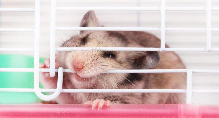 Hamster Isırmaları İnsanlar İçin Tehlikeli midir?